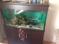 Özel Yapım 350 Litre Dolaplı Akvaryum 110X50X60