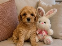 Maltipoo Minik Köpekler