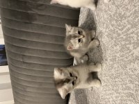 Sevimli british shorthair kediler