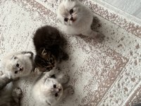 Scottish fold bluepoint ile iran kedisi yavrusu