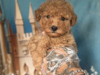 Apricot Maltipoo Yavruları Özel Renk ve Sevimli Görünüm