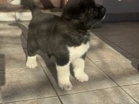 Safkan american akita yavruları
