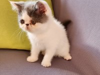 Kusursuz exotic shorthair bebekler