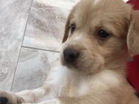 BEBEK KÖPEKLER TAMAMEN ÜCRETSİZ SAPİLENDİRİLECEKTİR