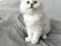 Boncuk gözlü british longhair bebekler serisi