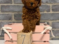 Wc Eğitimli Ev Ortamına Uygun Poodle Bebekler