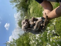 Weimaraner yavrular