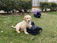 TÜRKİYE GENELİ IRK SAĞLIK VE KAPIDA ÖDEME GARANTİLİ