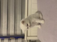 Blue point british longhair