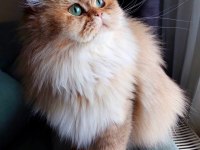 British golden dişi