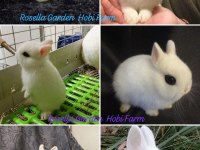 Renkli Hollanda LOP ve CÜCE CİNS TAVŞAN YAVRUSU