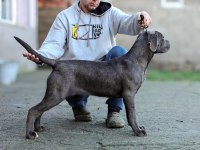 ŞECERELİ FULL AŞILI CANE CORSO YAVRULAR