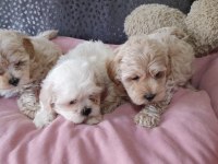 Kore kan maltipoo bebekler