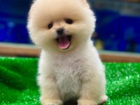Türkiye’nin En güzeli Ayıcık Pomeranian Boo