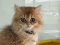 Ankarada ziyarete açık golden british shorthar yavrular