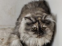 Chinchilla kediler