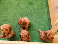 Toy poodle bebişler