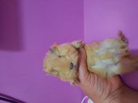 Peruvan guinea pig yavrularımız
