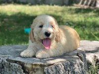 Labradoodle Dişi / Erkek 2 Aylık