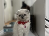 Miniş güzel kız scottish fold