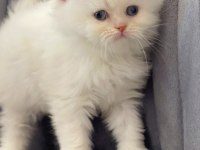 2 aylık British Longhair Dişi