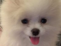 Pomeranian yavru dişi