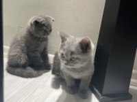 Sağlıklı british shorthair kediler