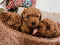Kıvır Kıvır Orjinal Poodle Minişlerim
