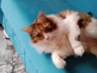 Kedimiz Balımı Sahiplendirmek İstiyoruz