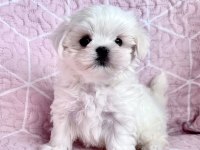 Micro boys bichon frise bebeklerim
