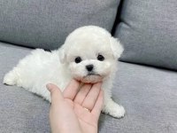 Emsalsiz Tea cup morkie bebekler