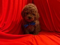 Safkan Toy Poodle Bebekler