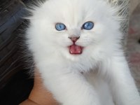Sıfır Kulak Top Kafa Scottish Fold Bebekler