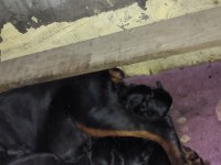 Anne baba FCİ KİF A şecere doberman yavruları