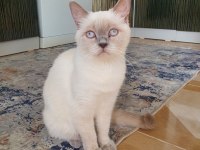 British shorthair kızımıza yeni yuva