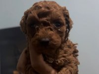 Orjinal Maltipoo yavrular