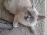 British shorthair kedimiz