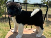 KIF ŞECERELİ AMERİKAN AKİTA YAVRULAR