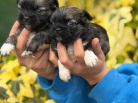 A kalite maltipoo