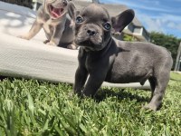 MUHTEŞEM RENKLERDEN FRENCH BULLDOG YAVRULARI İSTANBUL