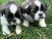 Safkan anne altından shih tzu yavrular -Gaziantep