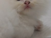 British Longhair Beyaz Kedimiz