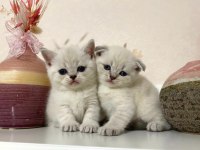 British Shorthair Yavrular