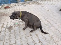 A kalite cane corso yavrular