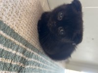 Son iki gri ve cinnamon renklerde scottish fold yavrularımız