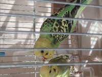 3-6 aylık bebek muhabbet kuşu yavrularımız