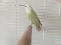 ERKEK SEVDA PAPAĞANI İSMİ KAVUN