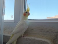 Yavru kırmızı göz lutino sultan bebeler