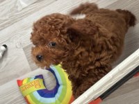 Toy poodle 3 aylık