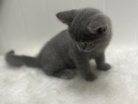 British Shorthair Yavru